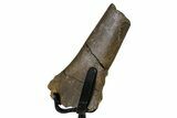 Fossil Dromaeosaur Femur Section w/ Metal Stand - South Dakota #383103-1
